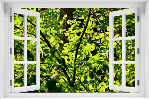Fototapeta Naklejka Na Ścianę Okno 3D - Herbstblätter im Sonnenlicht