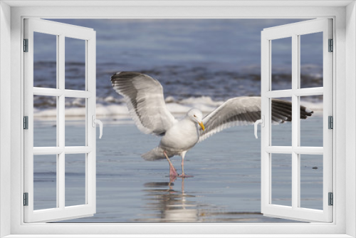 Fototapeta Naklejka Na Ścianę Okno 3D - Adult Western Gull on Pacific coast beach