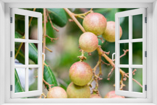 Fototapeta Naklejka Na Ścianę Okno 3D - Longan fruit many seeds on tree