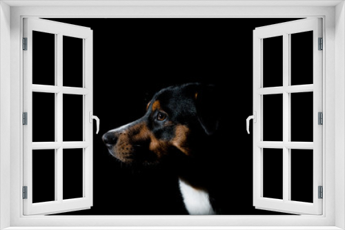 Fototapeta Naklejka Na Ścianę Okno 3D - Portrait eines Hundes