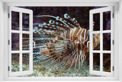Fototapeta Naklejka Na Ścianę Okno 3D - Aquarium Brest - Feuerfisch