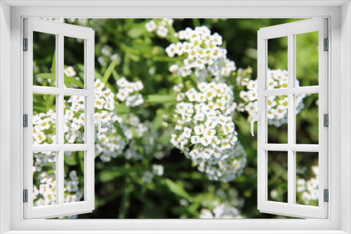Fototapeta Naklejka Na Ścianę Okno 3D - Душистый цветок белый алиссум