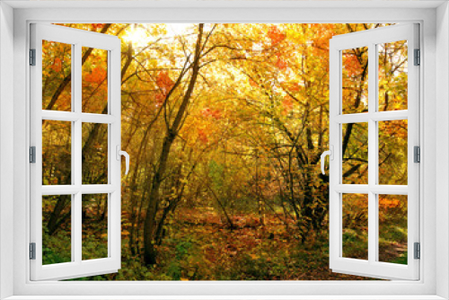 Fototapeta Naklejka Na Ścianę Okno 3D - deciduous forest in autumn