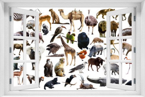 Fototapeta Naklejka Na Ścianę Okno 3D - Birds, mammal and other animals of Africa isolated