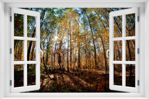 Fototapeta Naklejka Na Ścianę Okno 3D - autumn red forest