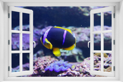 Fototapeta Naklejka Na Ścianę Okno 3D - 熱帯魚　　カラフル　水族館　ハタ科　海水魚　水族館　水槽　幻想的な　照明　ライトアップ　
