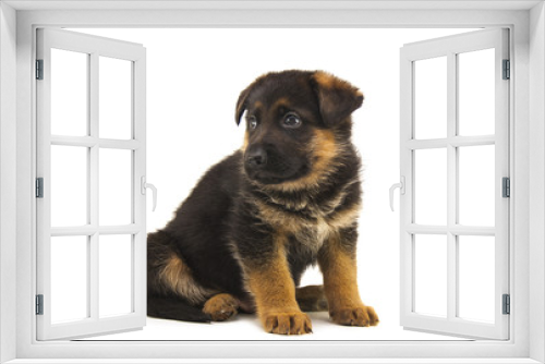 Fototapeta Naklejka Na Ścianę Okno 3D - sheepdog puppy