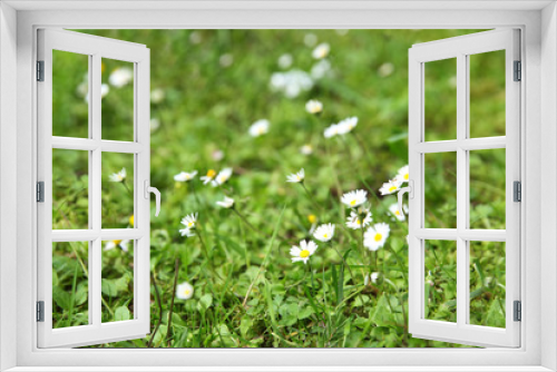 Fototapeta Naklejka Na Ścianę Okno 3D - Beautiful wildflower meadow