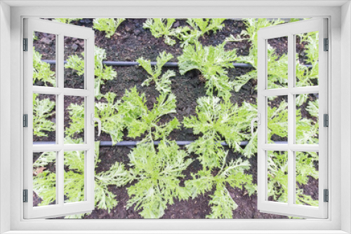 Fototapeta Naklejka Na Ścianę Okno 3D - Green salanova on ground