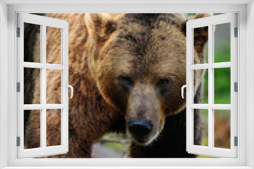 Fototapeta Naklejka Na Ścianę Okno 3D - brown bear portrait. male brown bear