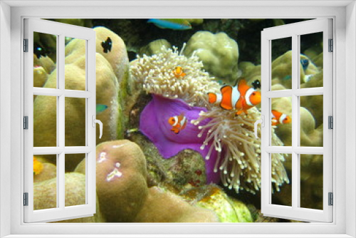 Fototapeta Naklejka Na Ścianę Okno 3D - Clown fish.