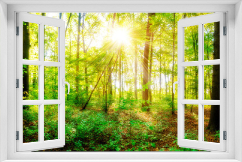 Fototapeta Naklejka Na Ścianę Okno 3D - Wald Panorama mit Sonnenstrahlen im Herbst