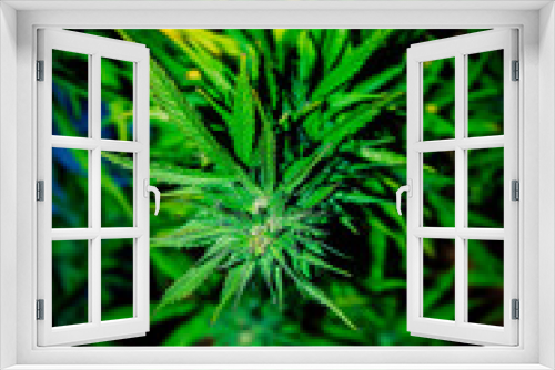 Fototapeta Naklejka Na Ścianę Okno 3D - Herb Up Close