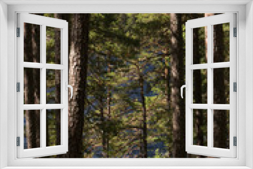 Fototapeta Naklejka Na Ścianę Okno 3D - Im Tiveden Nationalpark in Schweden