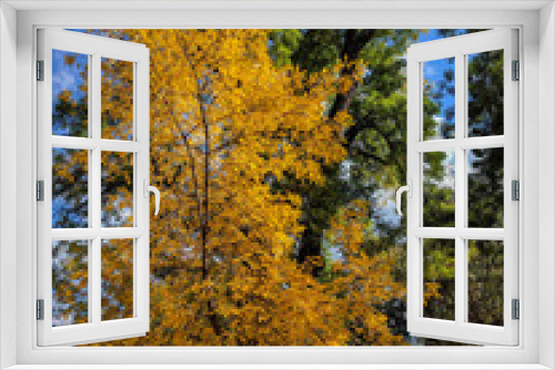 Fototapeta Naklejka Na Ścianę Okno 3D - Beautiful autumn image from the city of Sofia, Bulgaria - amazing yellow leafed tree in the foreground and green tree in the background - calm and sunny day in the park