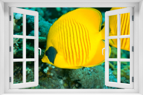 Fototapeta Naklejka Na Ścianę Okno 3D - masked butterflyfish