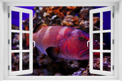 Fototapeta Naklejka Na Ścianę Okno 3D - grouper underwater photo