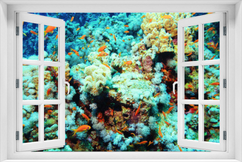 Fototapeta Naklejka Na Ścianę Okno 3D - coral fish underwater background