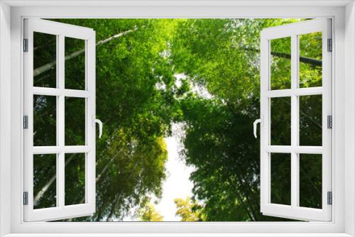 Fototapeta Naklejka Na Ścianę Okno 3D - Bamboo forest
