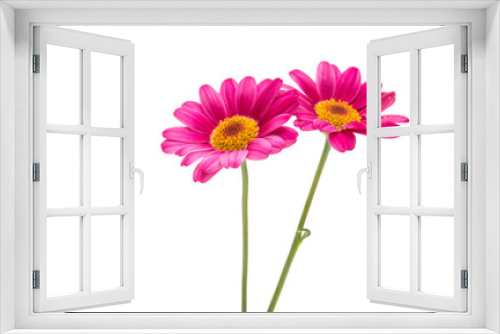 Fototapeta Naklejka Na Ścianę Okno 3D - pink daisy