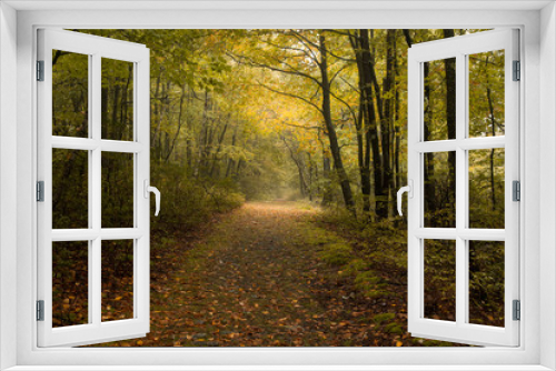 Fototapeta Naklejka Na Ścianę Okno 3D - Walking in the Forest of Autumn Leaves