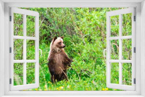 Fototapeta Naklejka Na Ścianę Okno 3D - Wild Grizzly Bear Cub