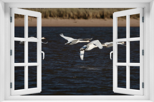 Fototapeta Naklejka Na Ścianę Okno 3D - Mute Swan, cygnus olor