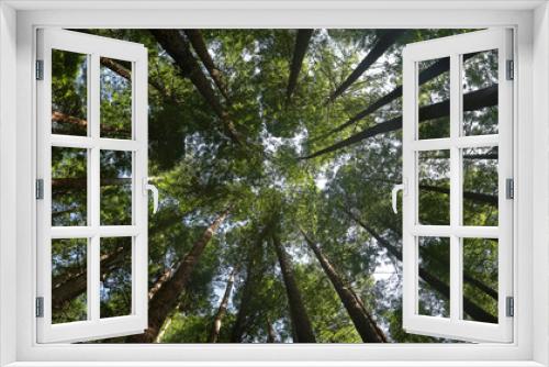 Fototapeta Naklejka Na Ścianę Okno 3D - Secuoia tree