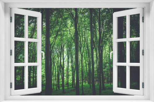 Fototapeta Naklejka Na Ścianę Okno 3D - Green Forest Background