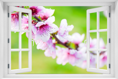 Fototapeta Naklejka Na Ścianę Okno 3D - Branch of fruit trees in spring blossom
