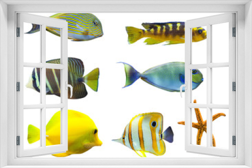 Fototapeta Naklejka Na Ścianę Okno 3D - tropical world of fish