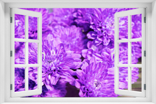 Fototapeta Naklejka Na Ścianę Okno 3D - bright purple chrysanthemum bouquet background