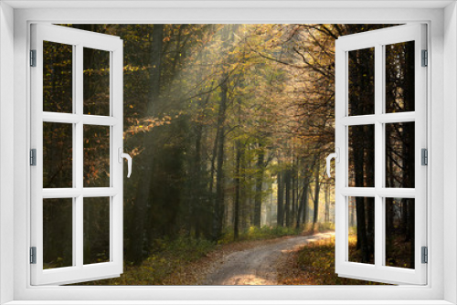 Fototapeta Naklejka Na Ścianę Okno 3D - Road in Autumn forest