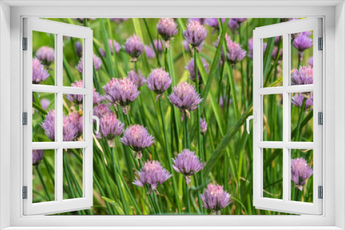 Fototapeta Naklejka Na Ścianę Okno 3D - onion flower plant vegetables
