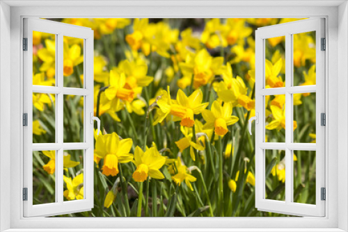 Fototapeta Naklejka Na Ścianę Okno 3D - Narcissus flowers
