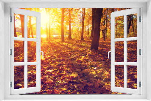 Fototapeta Naklejka Na Ścianę Okno 3D -  autumn trees on sun