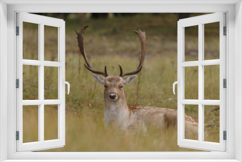 Fototapeta Naklejka Na Ścianę Okno 3D - Fallow deer in nature during rutting season 
