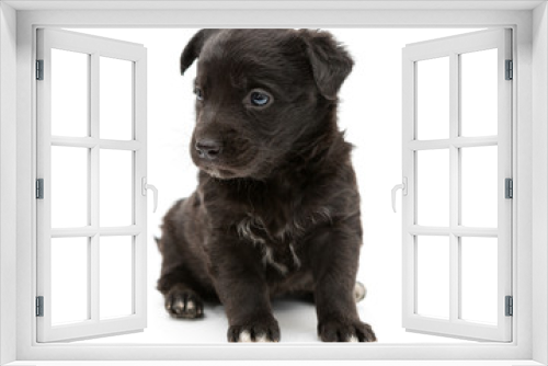 Fototapeta Naklejka Na Ścianę Okno 3D - Serious black puppy