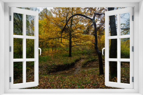 Fototapeta Naklejka Na Ścianę Okno 3D - Fall season in the wood