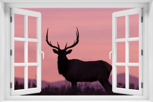 Fototapeta Naklejka Na Ścianę Okno 3D - Bull Elk Silhouetted at Sunrise