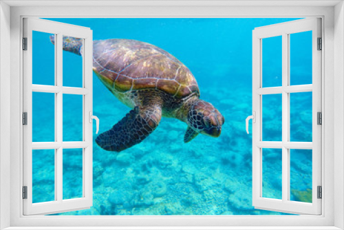 Fototapeta Naklejka Na Ścianę Okno 3D - Underwater photo with sea turtle and text place