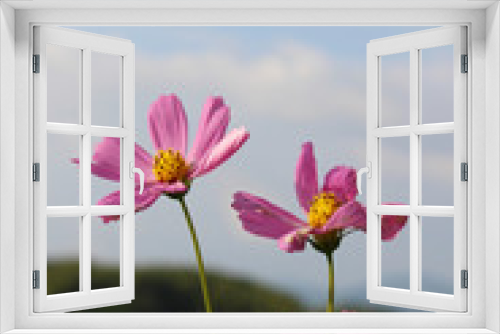 Fototapeta Naklejka Na Ścianę Okno 3D - ピンクのコスモスの花と青空