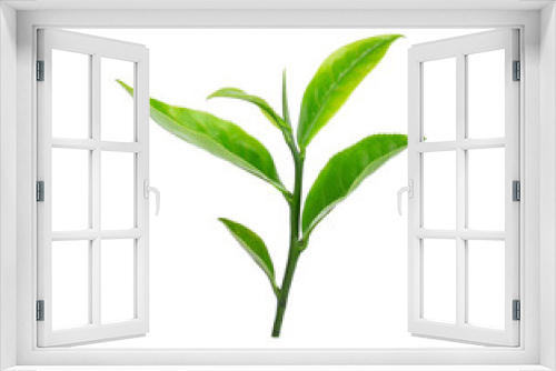 Fototapeta Naklejka Na Ścianę Okno 3D - Green tea leaf on white background