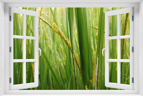 Fototapeta Naklejka Na Ścianę Okno 3D - Close up rice field in the morning with dew