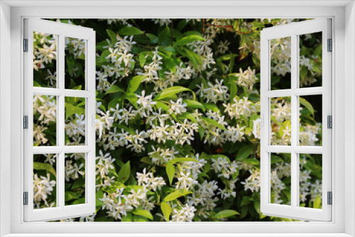 Fototapeta Naklejka Na Ścianę Okno 3D - Jasmine plant with white flowers in spring