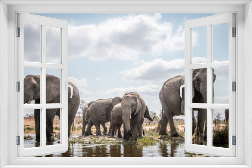 Fototapeta Naklejka Na Ścianę Okno 3D - Drinking herd of Elephants.