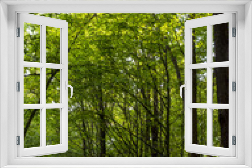 Fototapeta Naklejka Na Ścianę Okno 3D - Photo of an old trees in a green forest