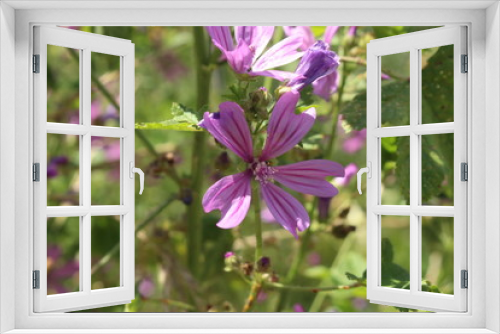 Fototapeta Naklejka Na Ścianę Okno 3D - Violet 