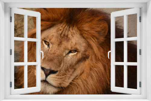 Fototapeta Naklejka Na Ścianę Okno 3D - ライオン