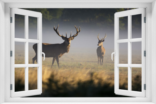 Fototapeta Naklejka Na Ścianę Okno 3D - Two red deer in morning